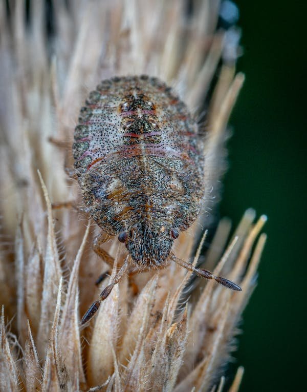 Meilleures astuces pour éliminer les punaises de lit efficacement
